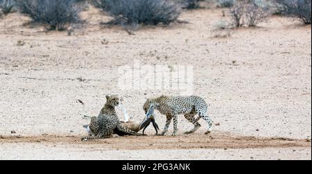 Due ghepardi dell'Africa sudorientale (Acinonyx jubatus jubatus) che soffocano un montone sprinbok appena pescato nel Kalahari Foto Stock