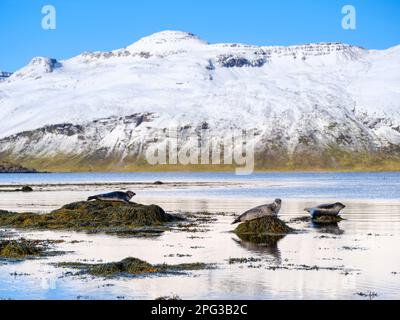 Foca del Porto (foca del Porto, foca comune, Phoca vitulina) vicino a Djupavik in Islanda. I Westfjords (Vestfirdir) nella regione Strandir. Euope, Nord Foto Stock