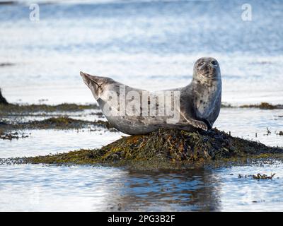 Foca del Porto (foca del Porto, foca comune, Phoca vitulina) vicino a Djupavik in Islanda. I Westfjords (Vestfirdir) nella regione Strandir. Euope, Nord Foto Stock