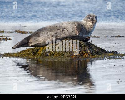 Foca del Porto (foca del Porto, foca comune, Phoca vitulina) vicino a Djupavik in Islanda. I Westfjords (Vestfirdir) nella regione Strandir. Euope, Nord Foto Stock