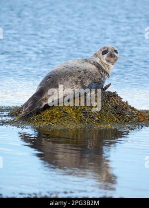 Foca del Porto (foca del Porto, foca comune, Phoca vitulina) vicino a Djupavik in Islanda. I Westfjords (Vestfirdir) nella regione Strandir. Euope, Nord Foto Stock