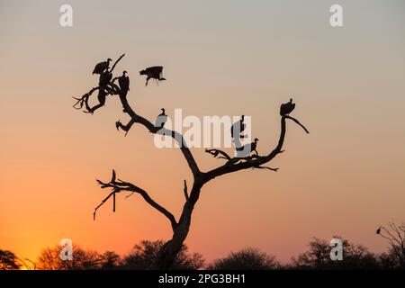 Avvoltoi a dorso bianco (Gyps africanus) che si stagliano in un albero al tramonto Foto Stock