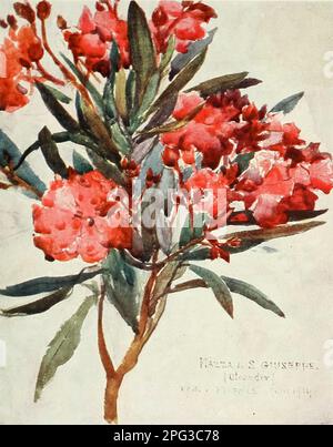 Studio del fiore di Oleander Rosa, la 'Mazza di San Guiseppe' dipinta dal colonnello Robert Charles Goff dal libro 'Firenze & alcune città toscane' di Clarissa Goff pubblicato da A & C Black nel 1905 Foto Stock