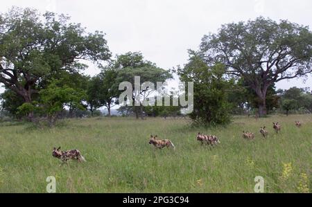 Vista panoramica di un pacco di cani selvatici che pungono attraverso l'erba lunga con il pacco che segue il cane guida in una linea ordinata Foto Stock