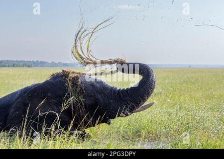 Elefante africano (Loxodonta africana) petto in piedi nel fiume Chobe che si nutre sull'erba del fiume Foto Stock