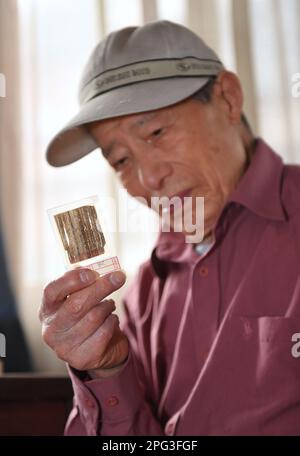 (230320) -- CHENGDU, 20 marzo 2023 (Xinhua) -- Wu Xichun osserva una fetta fossile di spugna esactinellide silicea a casa a Chengdu, provincia sudoccidentale del Sichuan, 7 marzo 2023. WU?Xichun?is?a?professor al College?of?Energy?of?Chengdu?University?of?Technology e un esperto in geologia. In?the?early?1970s,?mentre conducendo un'indagine geologica della mappatura nella?parte?nordoccidentale?di?Sichuan?Provincia, Wu?inaspettatamente?survezed?a?reef?group?formed?by?Triassic?siliceous?hexactinellid?spuges. Da allora,?he?has?devoted?self?to?the?study?on?spugne?reefs?for?alarly?cinque decadi. Foto Stock