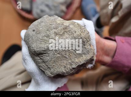 (230320) -- CHENGDU, 20 marzo 2023 (Xinhua) -- questa foto scattata il 7 marzo 2023 mostra un fossile di spugna silicea triassica raccolto da Wu Xichun. WU?Xichun?is?a?professor al College?of?Energy?of?Chengdu?University?of?Technology e un esperto in geologia. In?the?early?1970s,?mentre conducendo un'indagine geologica della mappatura nella?parte?nordoccidentale?di?Sichuan?Provincia, Wu?inaspettatamente?survezed?a?reef?group?formed?by?Triassic?siliceous?hexactinellid?spuges. Da allora,?he?has?devoted?self?to?the?study?on?spugne?reefs?for?alarly?cinque decadi. In?order studiare la letteratura straniera, Foto Stock