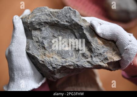 (230320) -- CHENGDU, 20 marzo 2023 (Xinhua) -- questa foto scattata il 7 marzo 2023 mostra un fossile di spugna silicea triassica raccolto da Wu Xichun. WU?Xichun?is?a?professor al College?of?Energy?of?Chengdu?University?of?Technology e un esperto in geologia. In?the?early?1970s,?mentre conducendo un'indagine geologica della mappatura nella?parte?nordoccidentale?di?Sichuan?Provincia, Wu?inaspettatamente?survezed?a?reef?group?formed?by?Triassic?siliceous?hexactinellid?spuges. Da allora,?he?has?devoted?self?to?the?study?on?spugne?reefs?for?alarly?cinque decadi. In?order studiare la letteratura straniera, Foto Stock