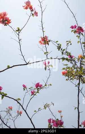 Delicati colori pastello di primavera fiorendo Bougainvillea alberi, rosa e verde, contro il cielo blu. Bella primavera sfondo con arbusto in fiore b Foto Stock