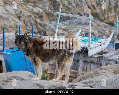 Cane da slitta nella piccola città Uummannaq nel nord della groenlandia occidentale. Durante l'inverno i cani sono ancora utilizzati come squadre di cani per tirare slitte di pescatori. Foto Stock
