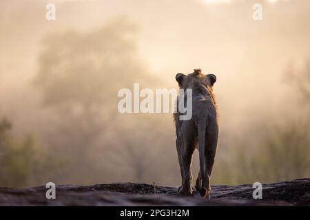 Leone maschio adulto (Panthera leo) in piedi su una roccia che guarda fuori in lontananza in una mattina nebbiosa Foto Stock