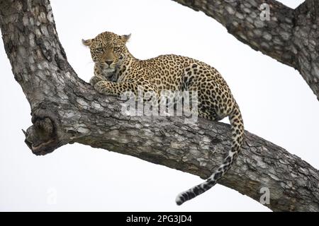 leopardo femminile adulto che riposa su un ramo in un albero di Marula Foto Stock