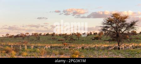 Vista panoramica del pascolo delle mandrie di Springbock sull'erba verde nel parco transfronteir Kgalalgadi settentrionale Foto Stock