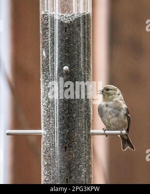 Maschio american goldfinch appollaiato su un alimentatore di thistle sul cortile in un giorno di autunno a Taylors Falls, Minnesota USA. Foto Stock