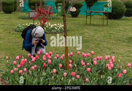 Si vede una donna fotografare tulipani con il suo cellulare a Tulip Garden. L'Indira Gandhi Memorial Tulip Garden, ex Siraj Bagh, vanta circa 16 tulipani lakh in oltre 68 varietà, che sono l'attrazione principale del giardino durante la primavera in Kashmir, che segna l'inizio della stagione turistica di punta. Migliaia di persone stanno floccando alle nicchie di mandorle in fiore del Kashmir e ai giardini di tulipani, che sono descritti come terapeutici per la psiche cicatrizzato da alcuni professionisti locali della salute mentale. (Foto di Idrees Abbas/SOPA Images/Sipa USA) Foto Stock