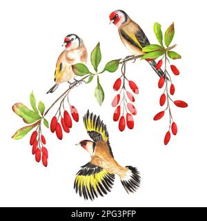 Acquerello disegnato a mano insieme di uccelli goldfinch sul ramo di barberry. Una piccola parte del grande giardino DEGLI UCCELLI set Foto Stock