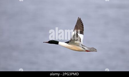 Comune Merganser maschio, in volo. Foto Stock