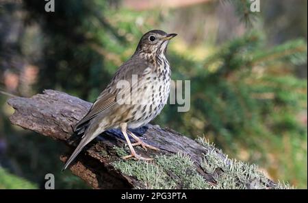 Tordo bottaccio, Turdus philomelos Foto Stock