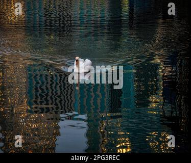 Cigno nel fiume Tamigi a Canary Wharf con luci che si riflettono nell'acqua dagli edifici circostanti. Foto Stock