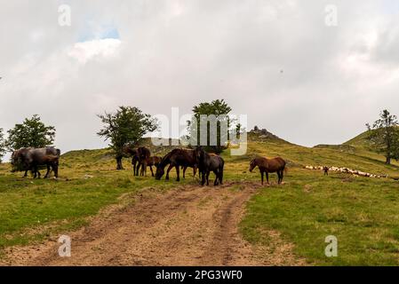 Pochi cavalli e mandria di pecore con cane e mandrie in Carpazi montagne in Romania Foto Stock