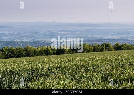 Le mongolfiere salgono dalla vale di Evesham in una mattinata estiva, come si vede dal Cotswolds Edge. Foto Stock