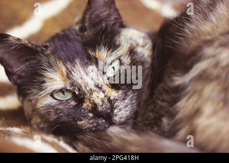 Ritratto di un gatto tartaruga domestico seduto su un divano in casa. Un animale domestico sta guardando una macchina fotografica. Tricolore marrone scuro e felino nero con e verde Foto Stock