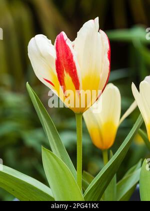 Fiori bianchi, rossi e gialli del tulipano nana in fiore all'inizio della primavera, Tulipa kaufmanniana "Heart's Delight" Foto Stock