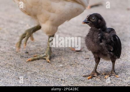 Ritratto di un piccolo pollo scuro in piedi vicino alla madre. Foto Stock