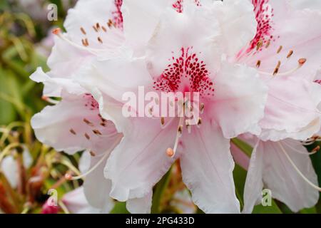 Primo piano Tiger Lily, ilium orientale Foto Stock