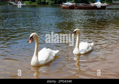 Cigni in acqua Foto Stock