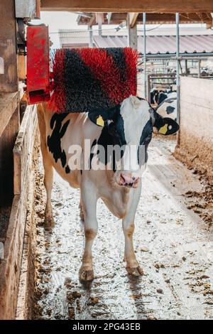 Una mucca di latte bianca e nera che graffia la schiena su un graffiatore posteriore elettrico in un fienile. Il graffiatore posteriore è una spazzola nera e rossa che gira quando Foto Stock