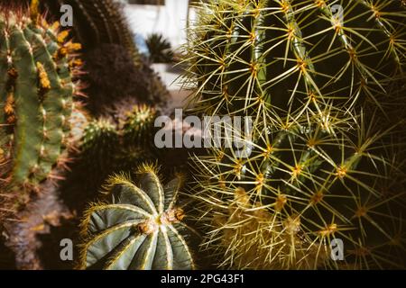 Molti cactus differenti che crescono insieme in un selvaggio. Coltivazione di cactus prickly piante del deserto nel giardino casa. Prendersi cura di diversi tipi di cactus. Macro p Foto Stock