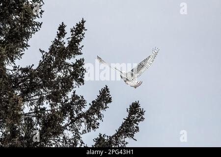 Gufo da neve femmina che in inverno vola verso un pino presso la riserva naturale Sax-Zim Bog di Toivola, Minnesota USA. Foto Stock