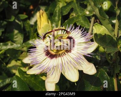 Fiore di frutto della passione blu (passiflora caverulea) in un giardino all'inglese. Il fiore è il fiore nazionale del Paraguay. Foto Stock