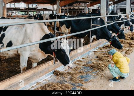 Bambino caucasico che mangia le mucche in fattoria. Mandria di bovini da latte. Moderno stile di vita familiare in campagna. Agricoltura e agricoltura. Stagione autunnale Foto Stock