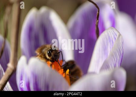 Le api del miele che si nutrono di cocchi blu Foto Stock