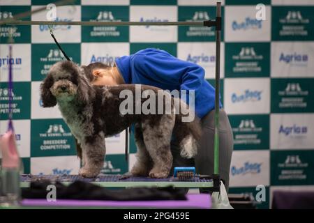 NEC, Birmingham, Regno Unito. 9th marzo 2023. Foto: / Canine di tutte le forme e dimensioni iniziano ad arrivare con i loro proprietari al NEC, Birmingham. Foto Stock