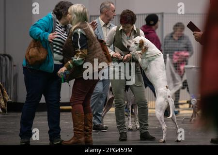 NEC, Birmingham, Regno Unito. 9th marzo 2023. Foto: / Canine di tutte le forme e dimensioni iniziano ad arrivare con i loro proprietari al NEC, Birmingham. Foto Stock