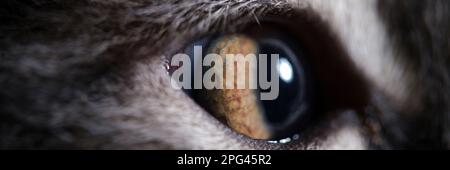 Occhi gialli gatto primo piano. Acuità visiva nel concetto di gatti Foto Stock