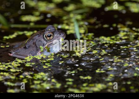 Common Frog (Rana temporanea) presso la RSPB Loch Leven Nature Reserve, Perth e Kinross, Scozia, Regno Unito. Foto Stock