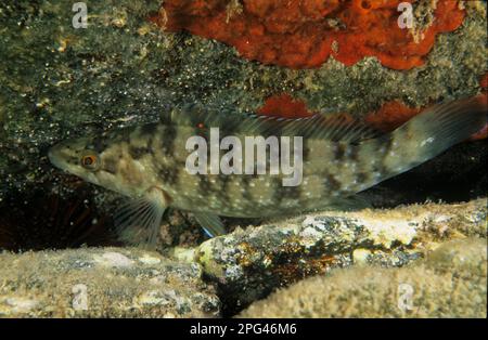 Tendo verde (Symphodus roissali). wrasse a cinque macchie. Crénilabre à taches cinq. Alghero. Sardegna. Italia. Foto Stock