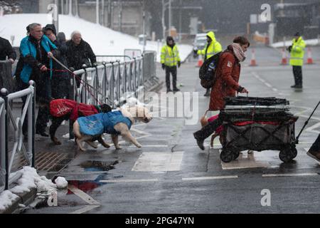NEC, Birmingham, Regno Unito. 9th marzo 2023. Sfidando la neve, i canini di tutte le forme e dimensioni iniziano ad arrivare con i loro proprietari al NEC di Birmingham. Foto Stock