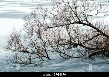 Stavanger, Norvegia, 10 2023 marzo, Fallen Tree nel centro di Stavanger Byparken City Park Lago congelato senza persone Foto Stock