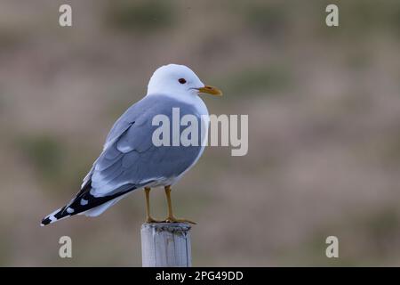 Sturmmöwe, Sturm-Möwe, Möwe, Sturmmöve, Sturm-Möve, Möwen, Larus canus, mew gull, gull comune, mew mare, gabbiano, gabbiani, le Goéland cendré Foto Stock