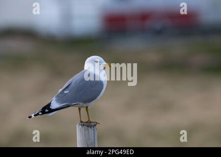 Sturmmöwe, Sturm-Möwe, Möwe, Sturmmöve, Sturm-Möve, Möwen, Larus canus, mew gull, gull comune, mew mare, gabbiano, gabbiani, le Goéland cendré Foto Stock