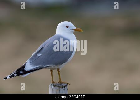 Sturmmöwe, Sturm-Möwe, Möwe, Sturmmöve, Sturm-Möve, Möwen, Larus canus, mew gull, gull comune, mew mare, gabbiano, gabbiani, le Goéland cendré Foto Stock