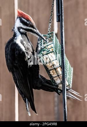 Picchio pileated femmina che mangia da un alimentatore del suet del cortile in un giorno di primavera a Taylors Falls, Minnesota USA. La femmina manca della striscia di guancia rossa. Foto Stock