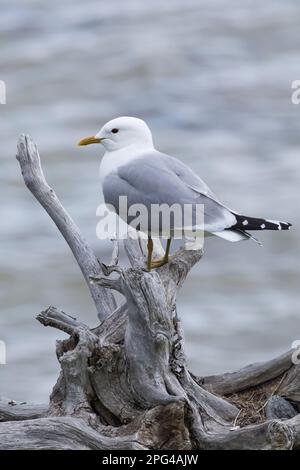 Sturmmöwe, Sturm-Möwe, Möwe, Sturmmöve, Sturm-Möve, Möwen, Larus canus, mew gull, gull comune, mew mare, gabbiano, gabbiani, le Goéland cendré Foto Stock