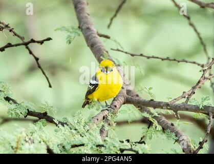 Una iora comune arroccato su un ramo di un albero spinoso nelle foreste alla periferia di Bhuj in una zona chiamata Rann maggiore di Kutch Foto Stock