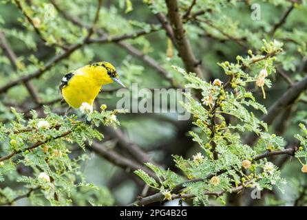 Una iora comune arroccato su un ramo di un albero spinoso nelle foreste alla periferia di Bhuj in una zona chiamata Rann maggiore di Kutch Foto Stock